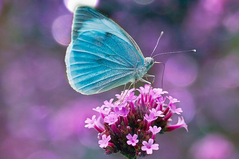 Fantasy Flowers