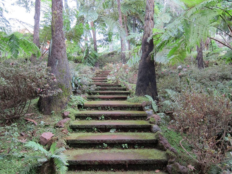 Mystical Botany