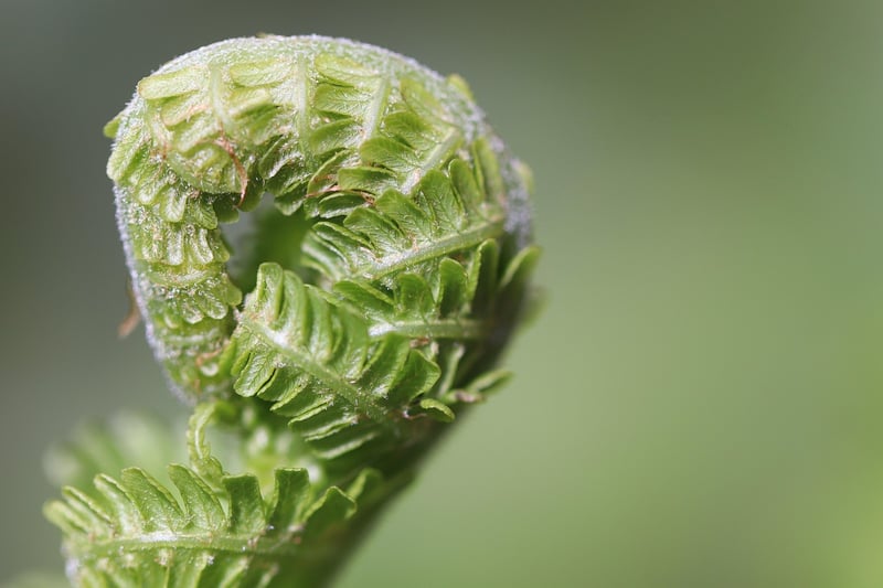 Crystal Fern