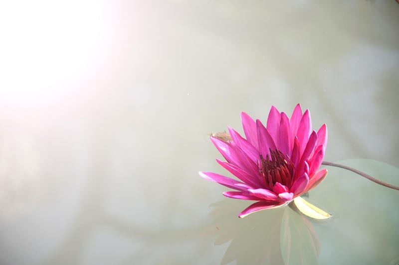 Celestial Lotus