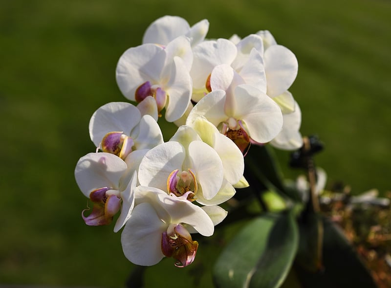 Phoenix Feather Orchid